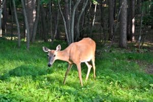 Minnesota Deer