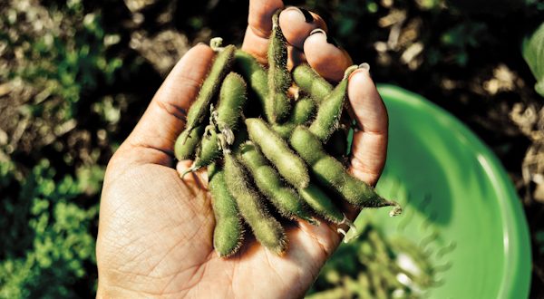 Soybeans