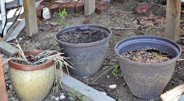 Garden Beds Weeds Allure 6