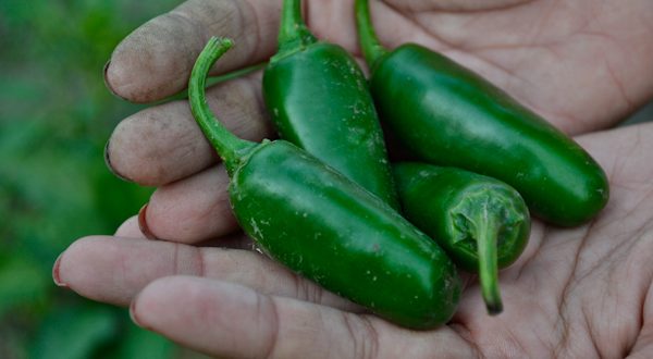 Jalapeno Peppers