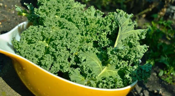 Kale Garden