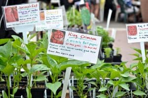 Starter Plants From Farmers Market