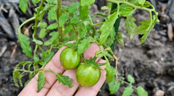 Gardening In Colorado