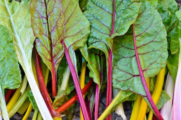 Rainbow Chard